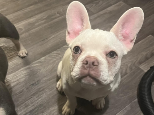 French bulldog bitch 6 months