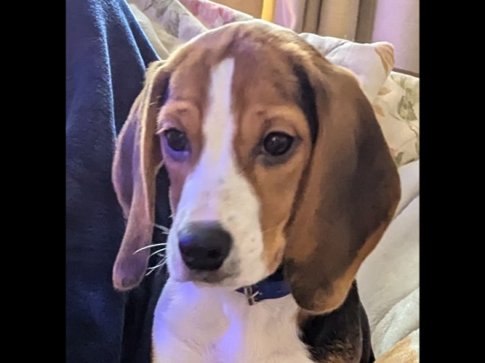 Foot Beagle Puppy