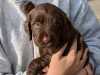 Mix of Springer spaniel and cocapoo pups of sale 6