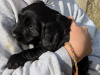 Mix of Springer spaniel and cocapoo pups of sale 1