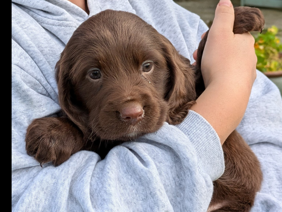 Mix of Springer spaniel and cocapoo pups of sale 2