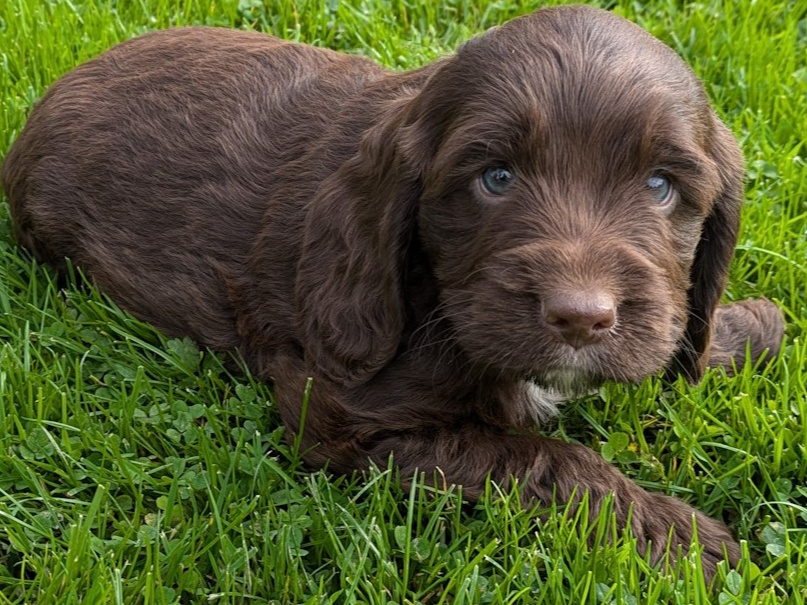 Mix of Springer spaniel and cocapoo pups of sale 7