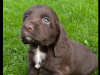 Mix of Springer spaniel and cocapoo pups of sale 3