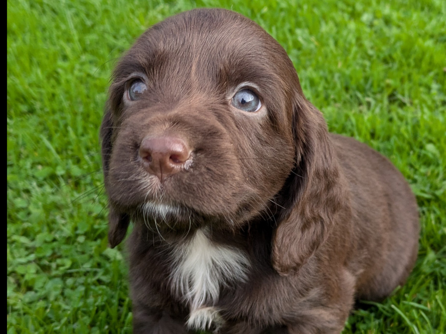 Mix of Springer spaniel and cocapoo pups of sale 4