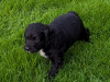 Mix of Springer spaniel and cocapoo pups of sale 5