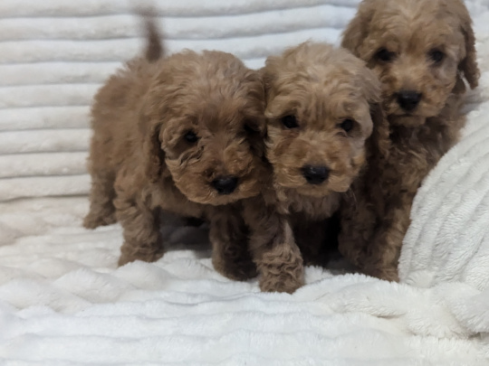 Miniature poodle puppies