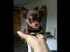 Purebred Chihuahua 1.7kg for Stud 0851117529 3