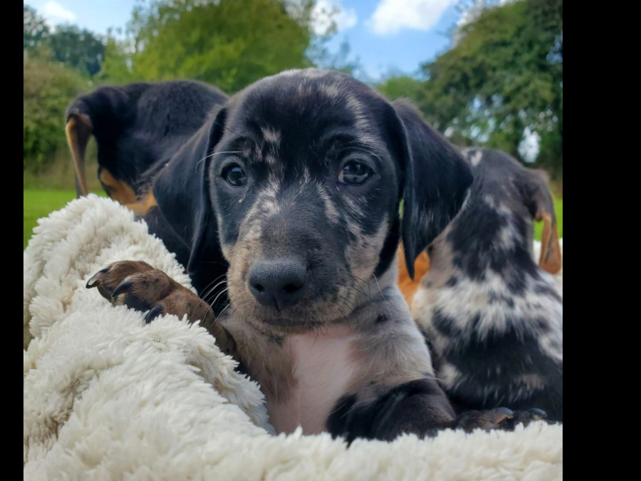 Minature Dachshund  X JRT - Athlone Area 2