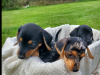 Minature Dachshund  X JRT - Athlone Area 4