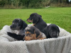 Minature Dachshund  X JRT - Athlone Area 5