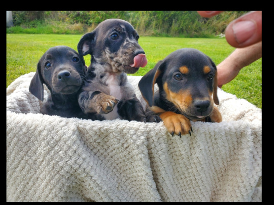 Minature Dachshund  X JRT - Athlone Area