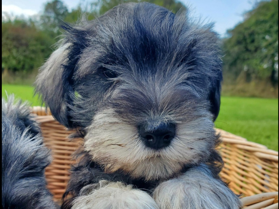 Adorable Minature Schnauzer 5