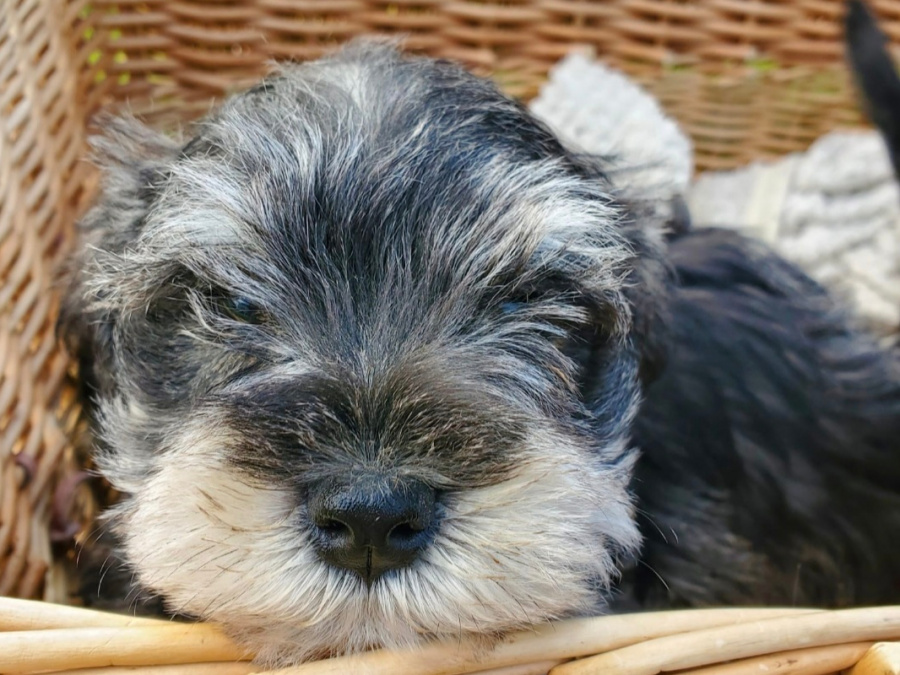 Adorable Minature Schnauzer 3