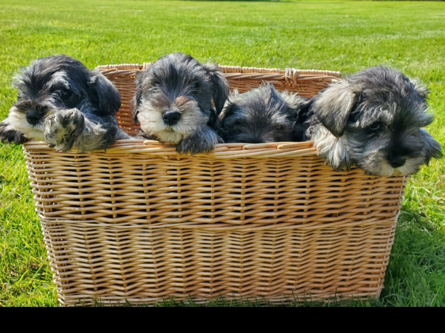 Adorable Minature Schnauzer 2