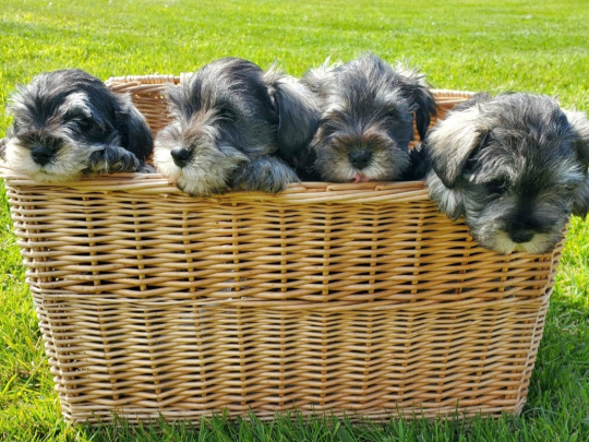 Adorable Minature Schnauzer