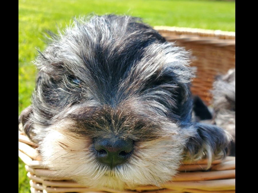 Adorable Minature Schnauzer 6