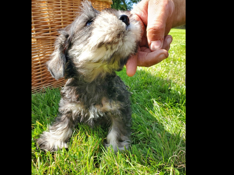 Adorable Minature Schnauzer 8