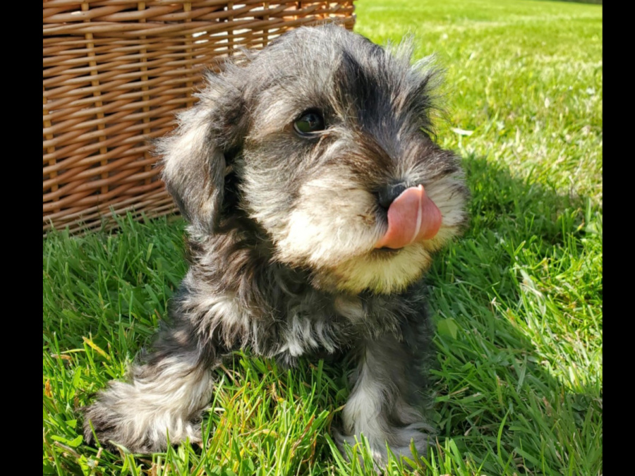 Adorable Minature Schnauzer 9