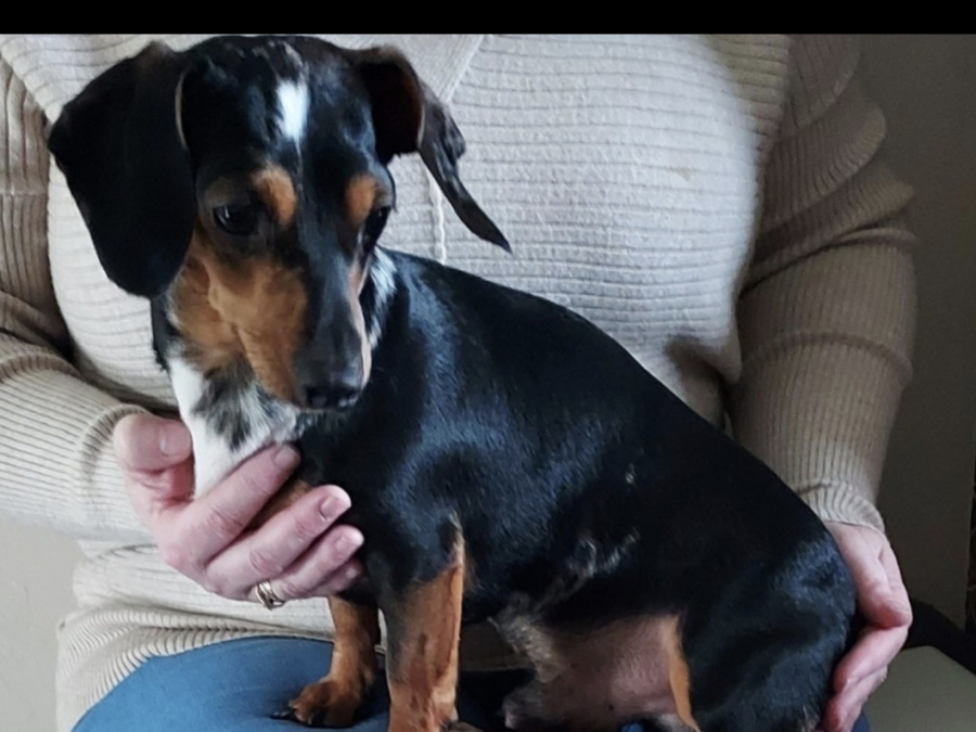 Minature Dachshund  X JRT - Athlone Area 7