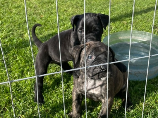 Presa Canario Pups