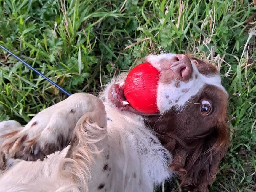 english-springer-spaniel-female-dogsy-ie