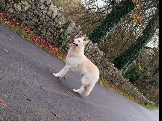 White German Shepherd