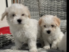 Maltichon puppies🐶 2