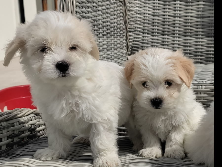 Maltichon puppies🐶 2