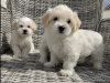 Maltichon puppies🐶 1