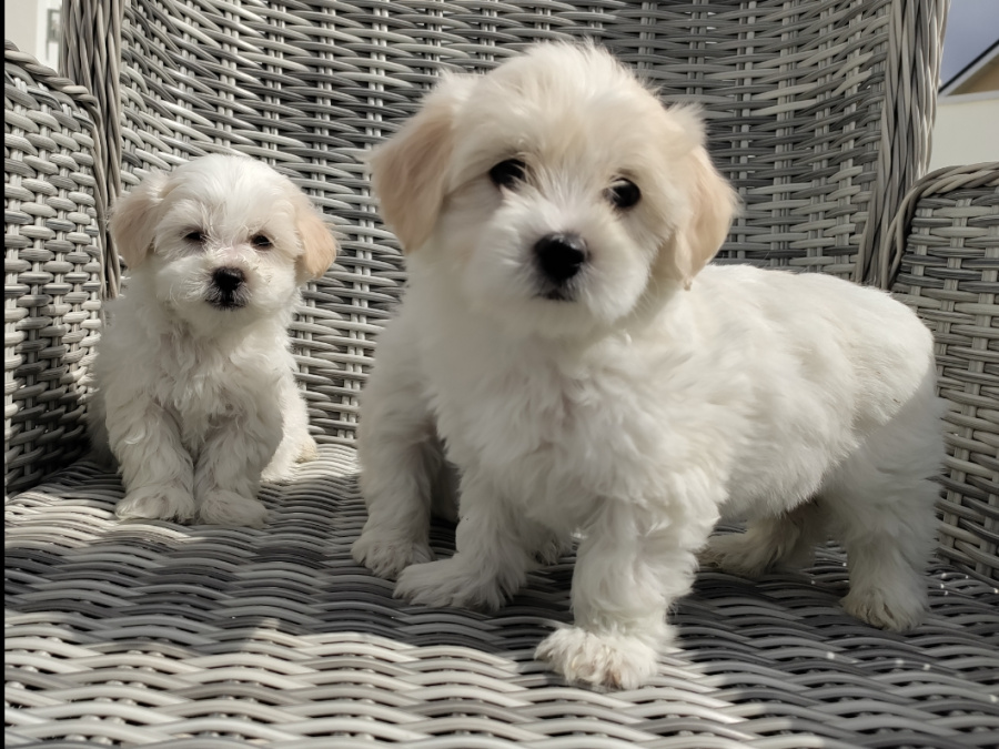 Maltichon puppies🐶 1
