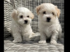 Maltichon puppies🐶 3