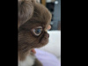 IKC registered Purebred Chihuahua for stud 0851117529 3