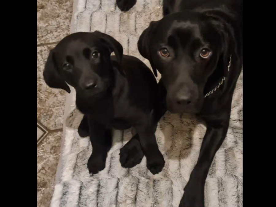 Elite Black Labrador Pup 3