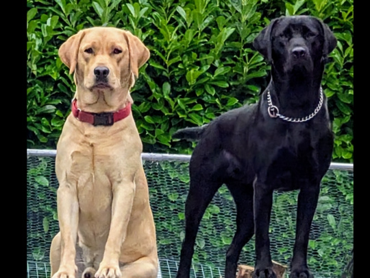 Elite Black Labrador Pup