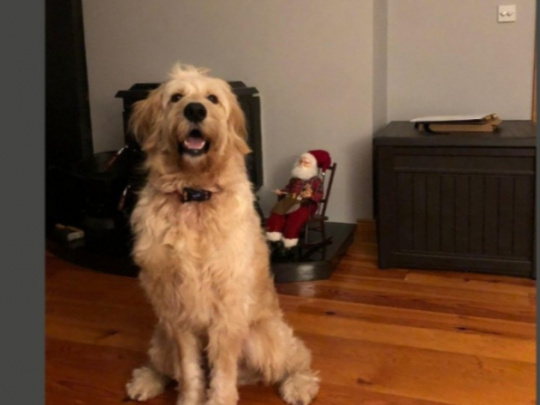 1.5 year old golden doodle