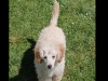 Toy poodle pups 1