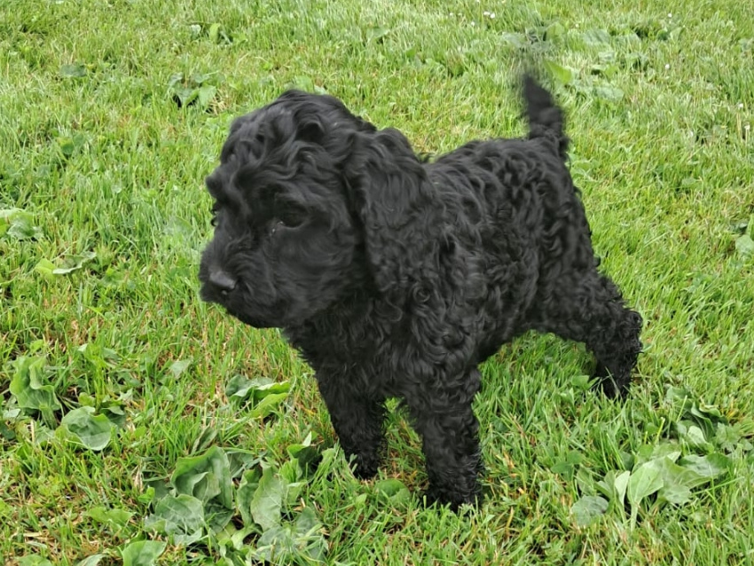 Cockapoo 5