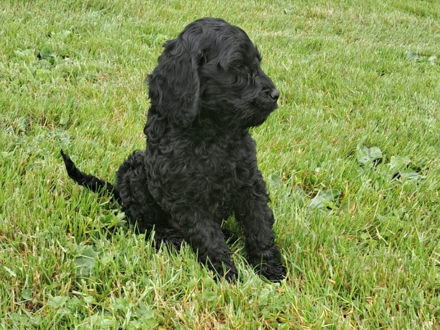 Cockapoo 4