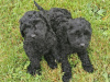 Cockapoo 2