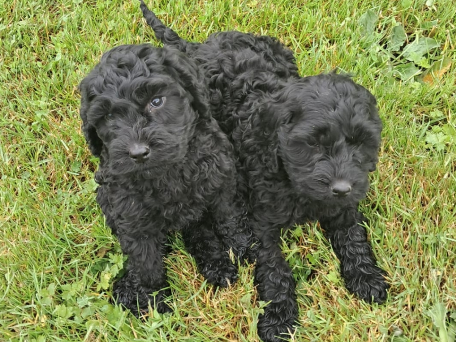 Cockapoo 2