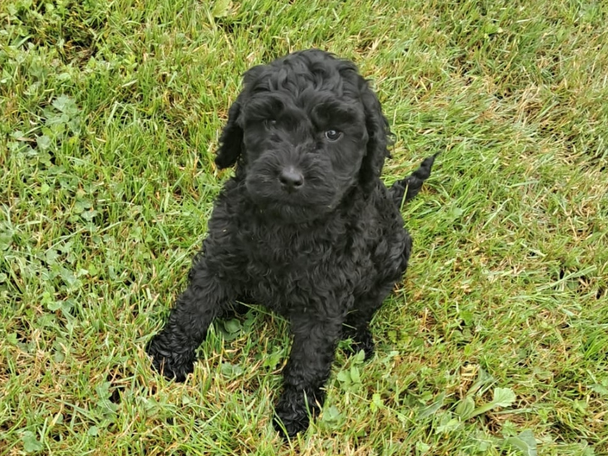 Cockapoo 3