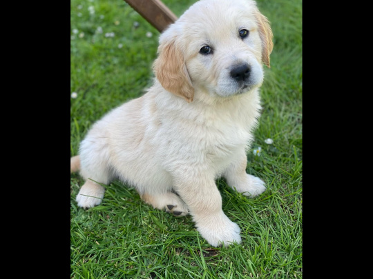 Two Golden Retriever male puppies available