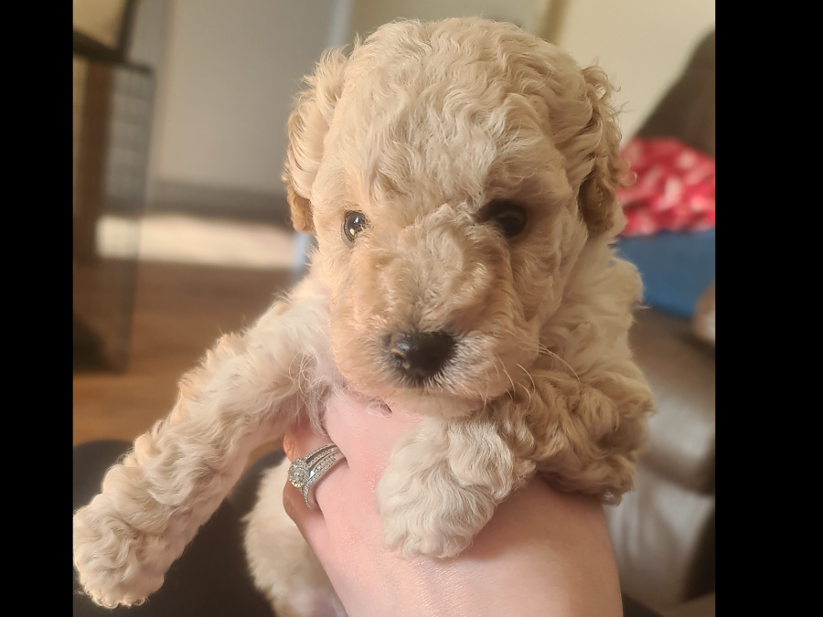 Toy poodle pups 6