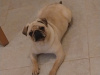 Female Pug 4