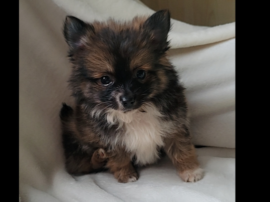 Pomeranian x Chihuahua