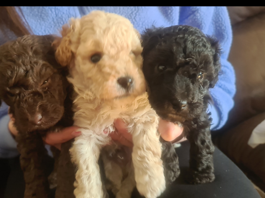 Toy poodle pups 7