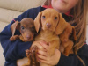 Beautiful miniature smooth haired Dachshund puppies 1