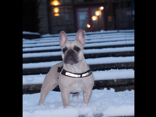 For sale beautiful female French Bulldog