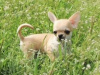 Tea cup chihuahua puppy 1