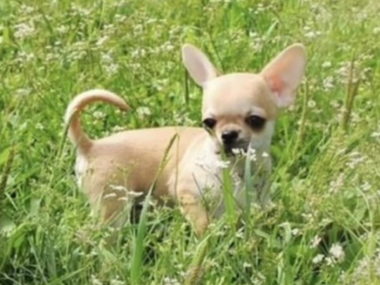 Tea cup chihuahua puppy